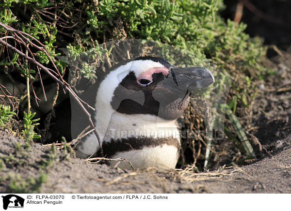 Brillenpinguin / African Penguin / FLPA-03070