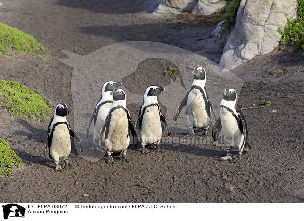 Brillenpinguine / African Penguins / FLPA-03072