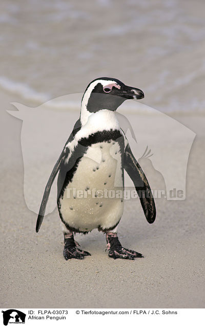Brillenpinguin / African Penguin / FLPA-03073