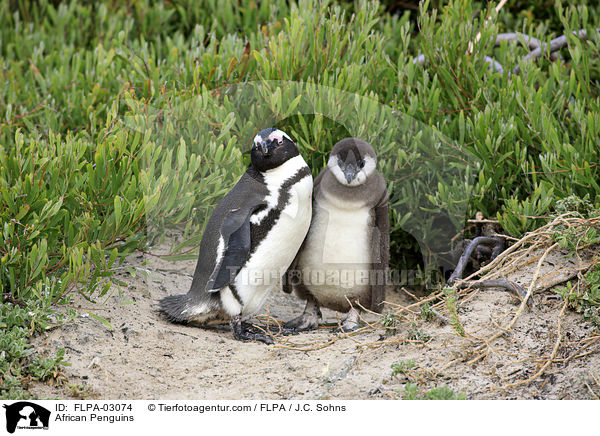 Brillenpinguine / African Penguins / FLPA-03074