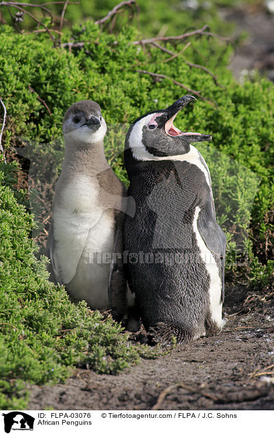 Brillenpinguine / African Penguins / FLPA-03076
