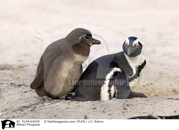 Brillenpinguine / African Penguins / FLPA-03078