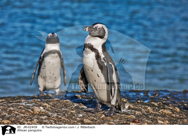 Brillenpinguine / African penguins / JR-02409
