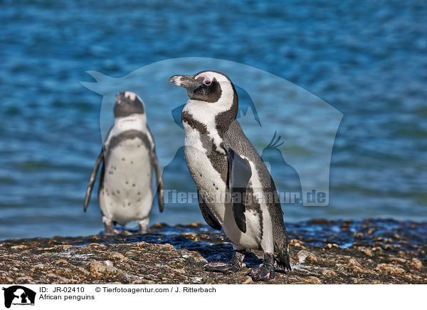 Brillenpinguine / African penguins / JR-02410