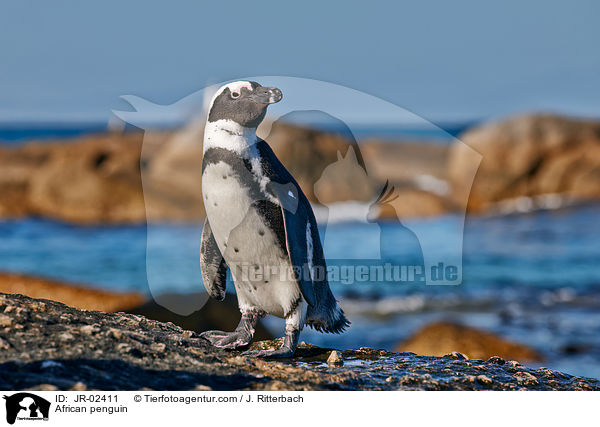 Brillenpinguin / African penguin / JR-02411