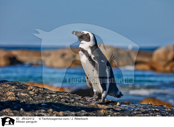Brillenpinguin / African penguin / JR-02412
