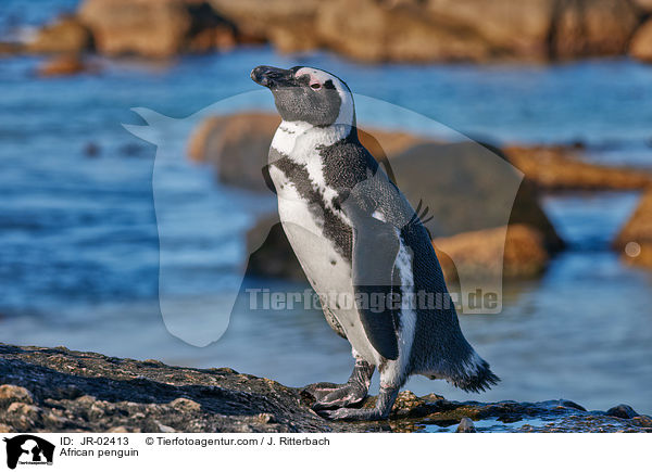 African penguin / JR-02413