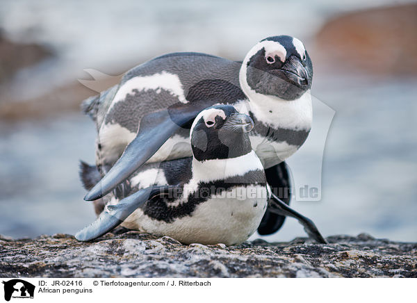 Brillenpinguine / African penguins / JR-02416