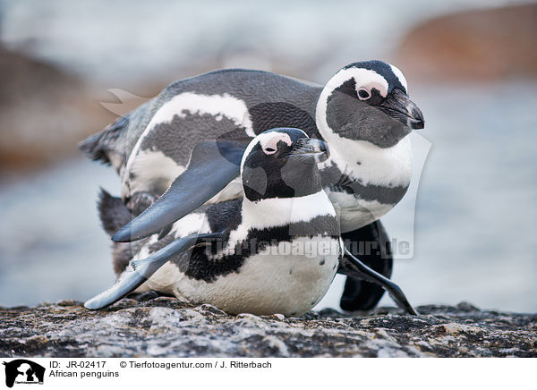 Brillenpinguine / African penguins / JR-02417