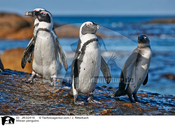 Brillenpinguine / African penguins / JR-02419