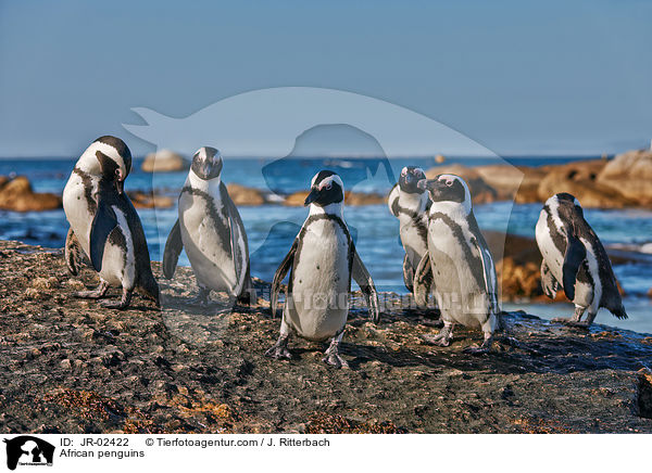 Brillenpinguine / African penguins / JR-02422