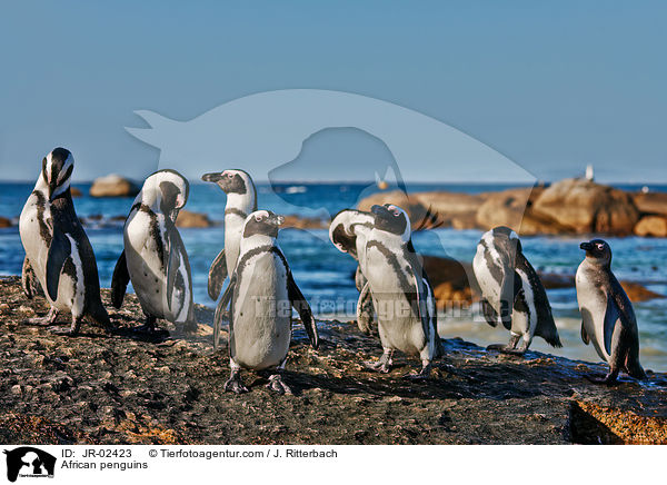 Brillenpinguine / African penguins / JR-02423