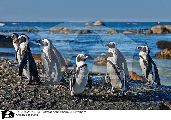 Brillenpinguine / African penguins / JR-02424