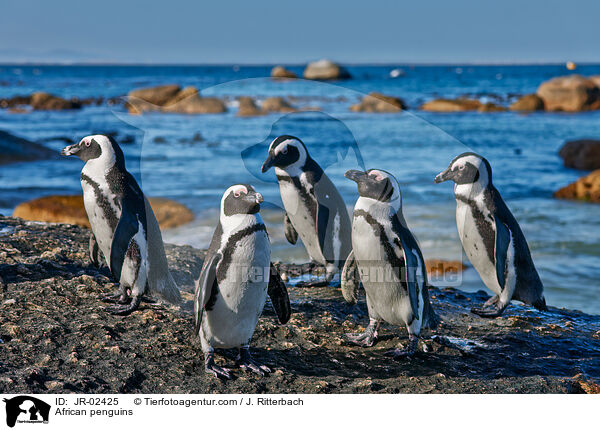 Brillenpinguine / African penguins / JR-02425