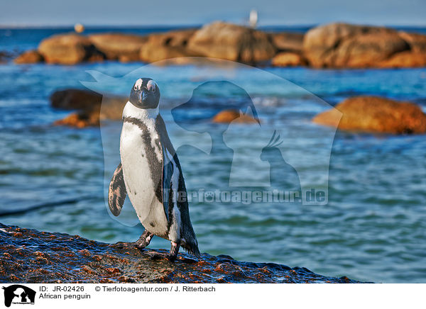 Brillenpinguin / African penguin / JR-02426