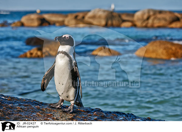 Brillenpinguin / African penguin / JR-02427