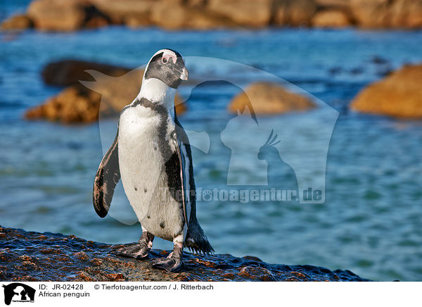 Brillenpinguin / African penguin / JR-02428