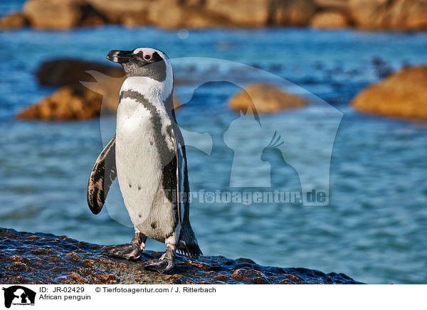 African penguin / JR-02429