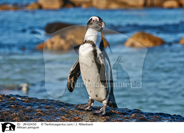 Brillenpinguin / African penguin / JR-02430