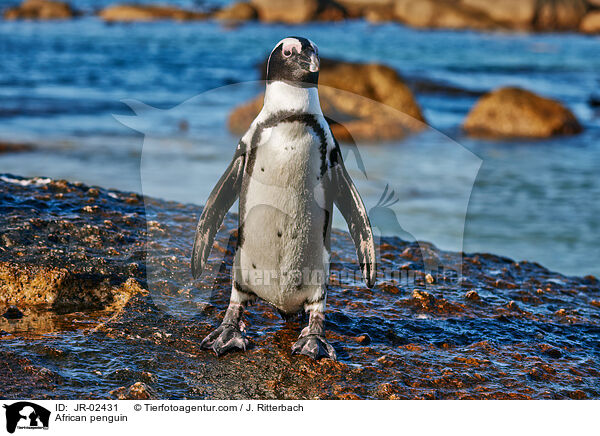 Brillenpinguin / African penguin / JR-02431