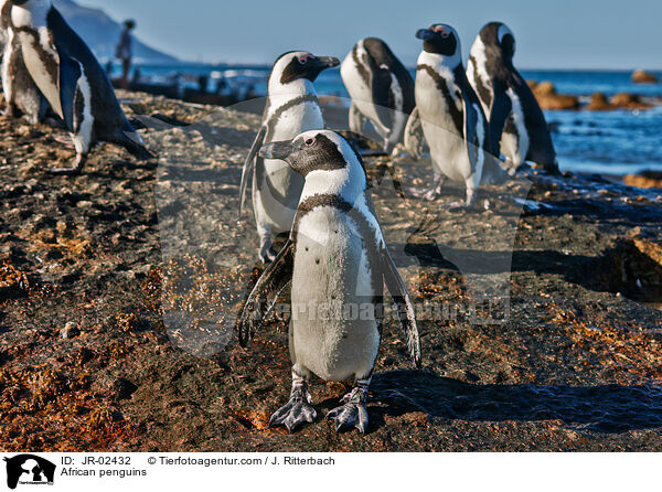 Brillenpinguine / African penguins / JR-02432