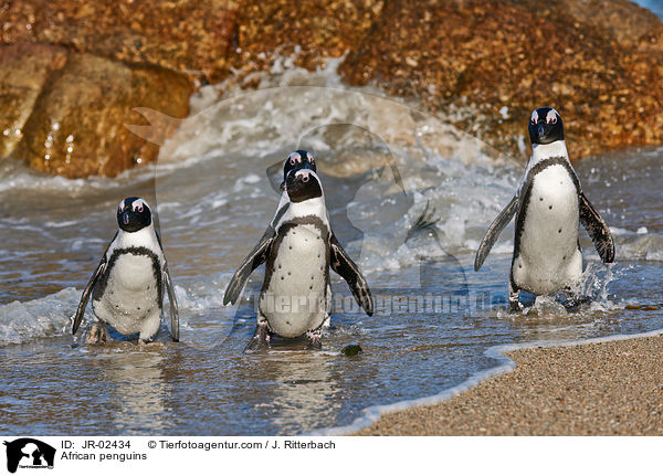 Brillenpinguine / African penguins / JR-02434