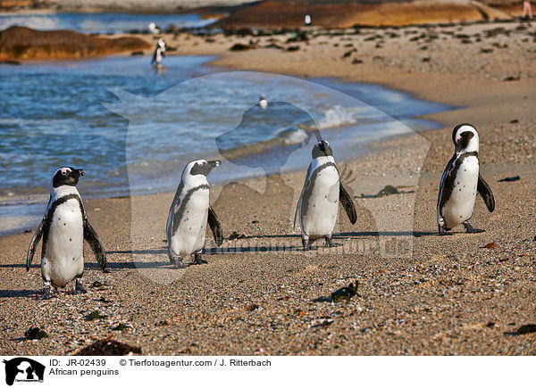 Brillenpinguine / African penguins / JR-02439