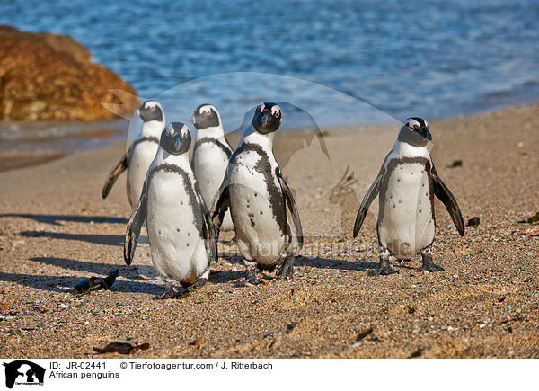 Brillenpinguine / African penguins / JR-02441