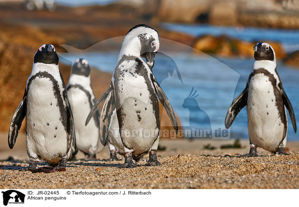 Brillenpinguine / African penguins / JR-02445