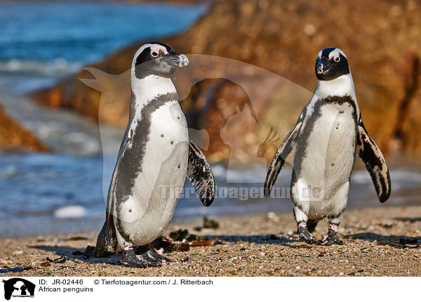Brillenpinguine / African penguins / JR-02446