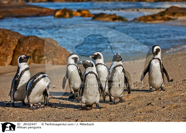 Brillenpinguine / African penguins / JR-02447