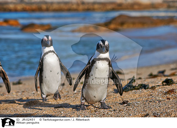 Brillenpinguine / African penguins / JR-02451
