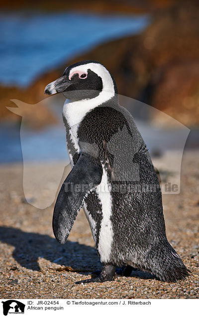 Brillenpinguin / African penguin / JR-02454