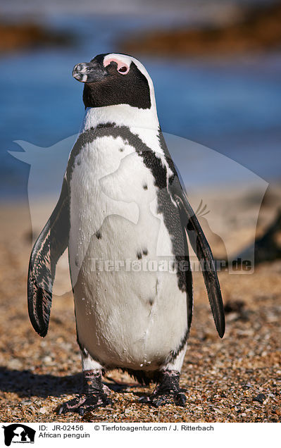 Brillenpinguin / African penguin / JR-02456