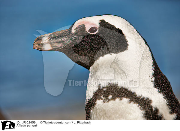Brillenpinguin / African penguin / JR-02459