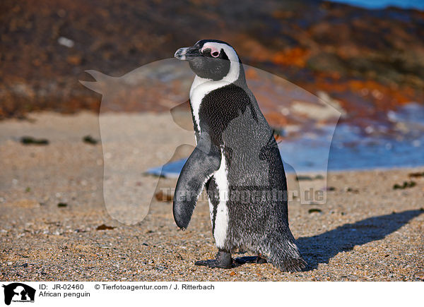 Brillenpinguin / African penguin / JR-02460