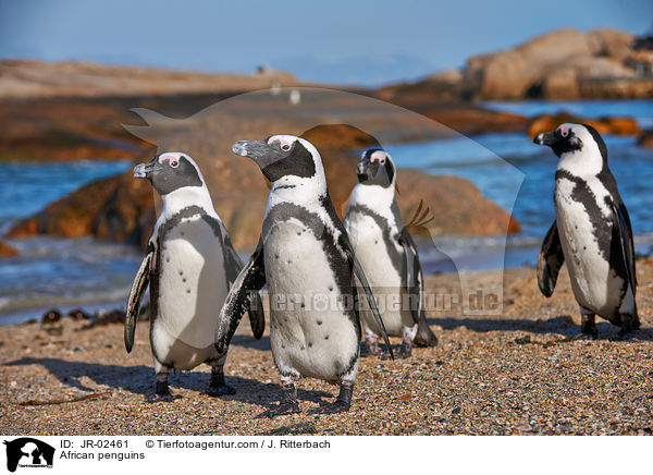 Brillenpinguine / African penguins / JR-02461