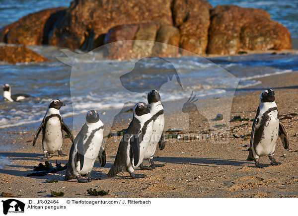 Brillenpinguine / African penguins / JR-02464