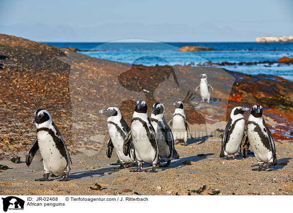Brillenpinguine / African penguins / JR-02468