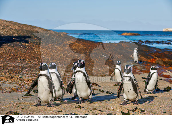 Brillenpinguine / African penguins / JR-02469