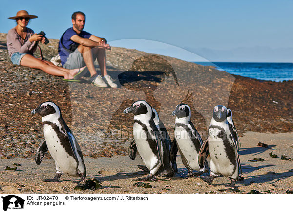 Brillenpinguine / African penguins / JR-02470