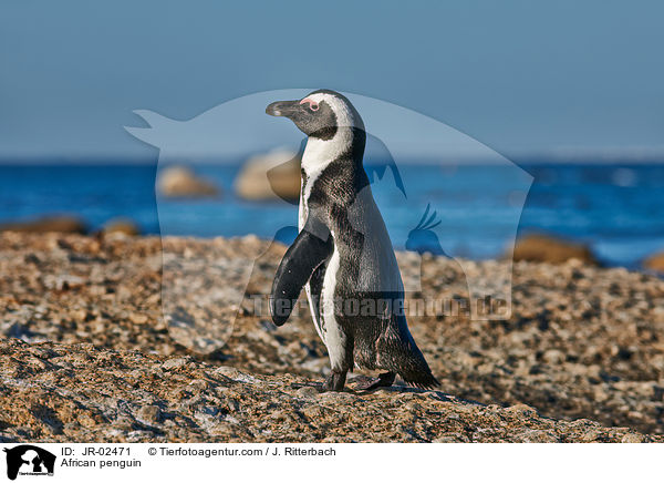 Brillenpinguin / African penguin / JR-02471