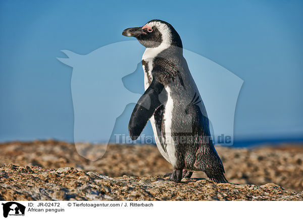 African penguin / JR-02472