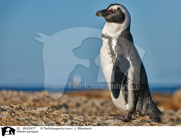 African penguin / JR-02477