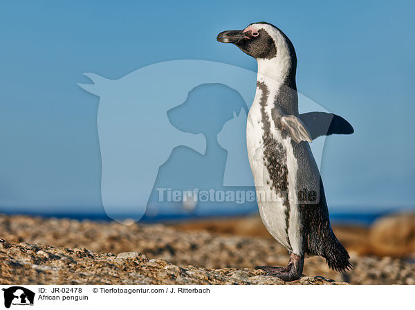 Brillenpinguin / African penguin / JR-02478