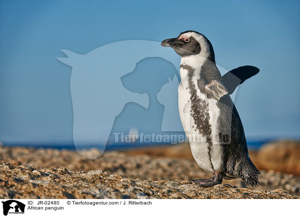 African penguin / JR-02480