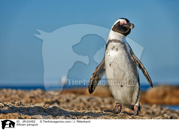 Brillenpinguin / African penguin / JR-02482