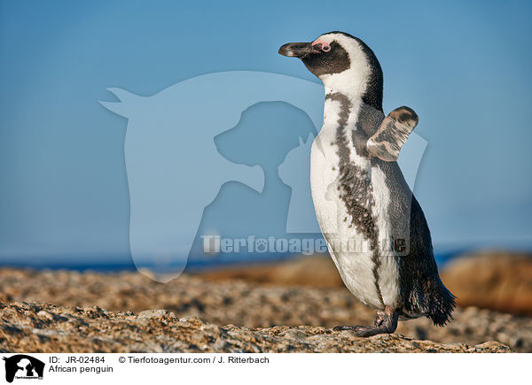 Brillenpinguin / African penguin / JR-02484