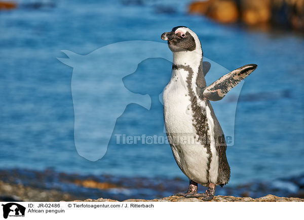 Brillenpinguin / African penguin / JR-02486