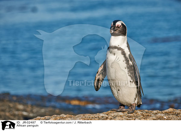 Brillenpinguin / African penguin / JR-02487